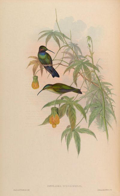 Inolaima schreibersii = Heliodoxa schreibersii af John Gould